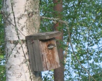 Yrittäkää antaa myös alkuasukkaille pesimärauha.